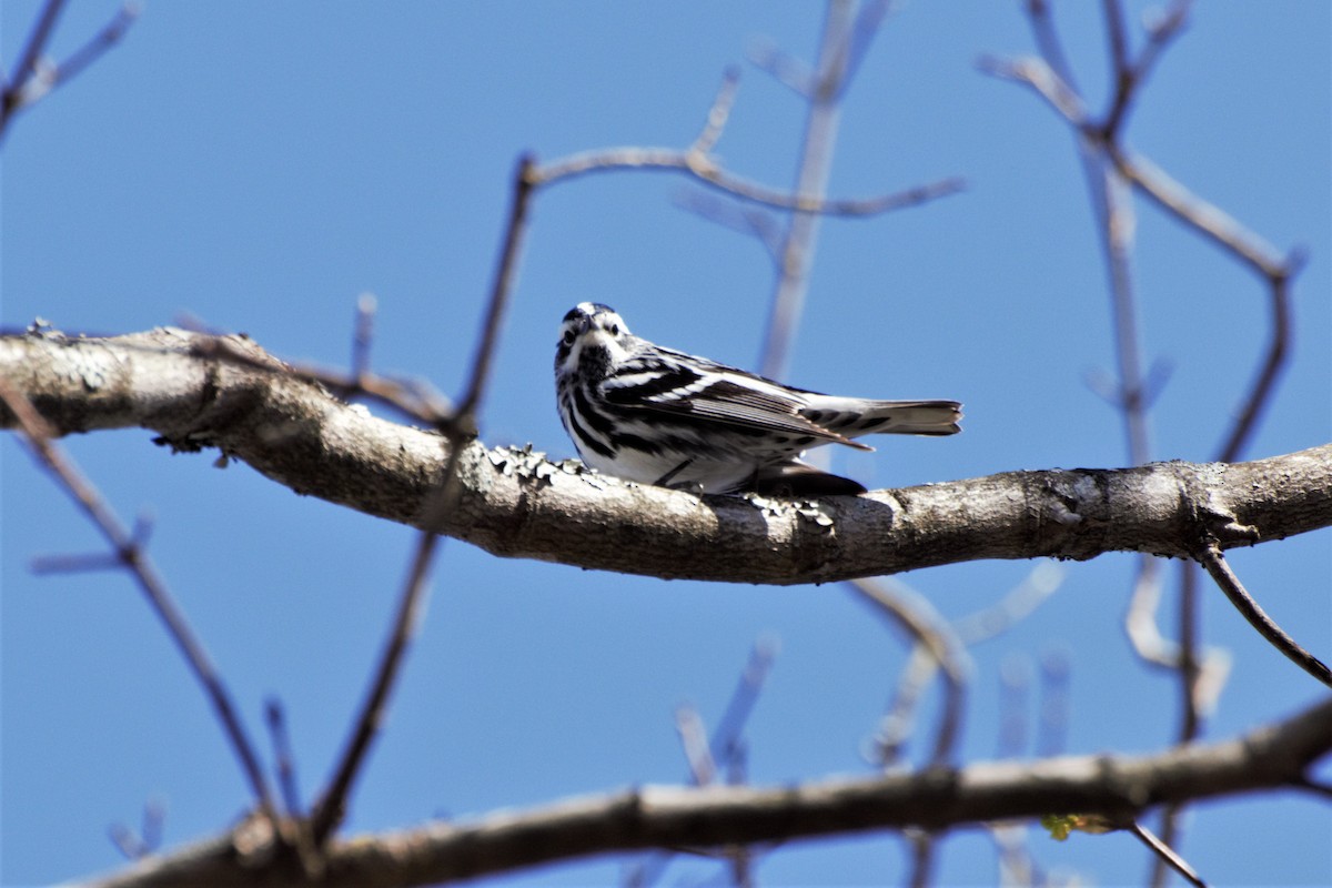 Black-and-white Warbler - ML146970501