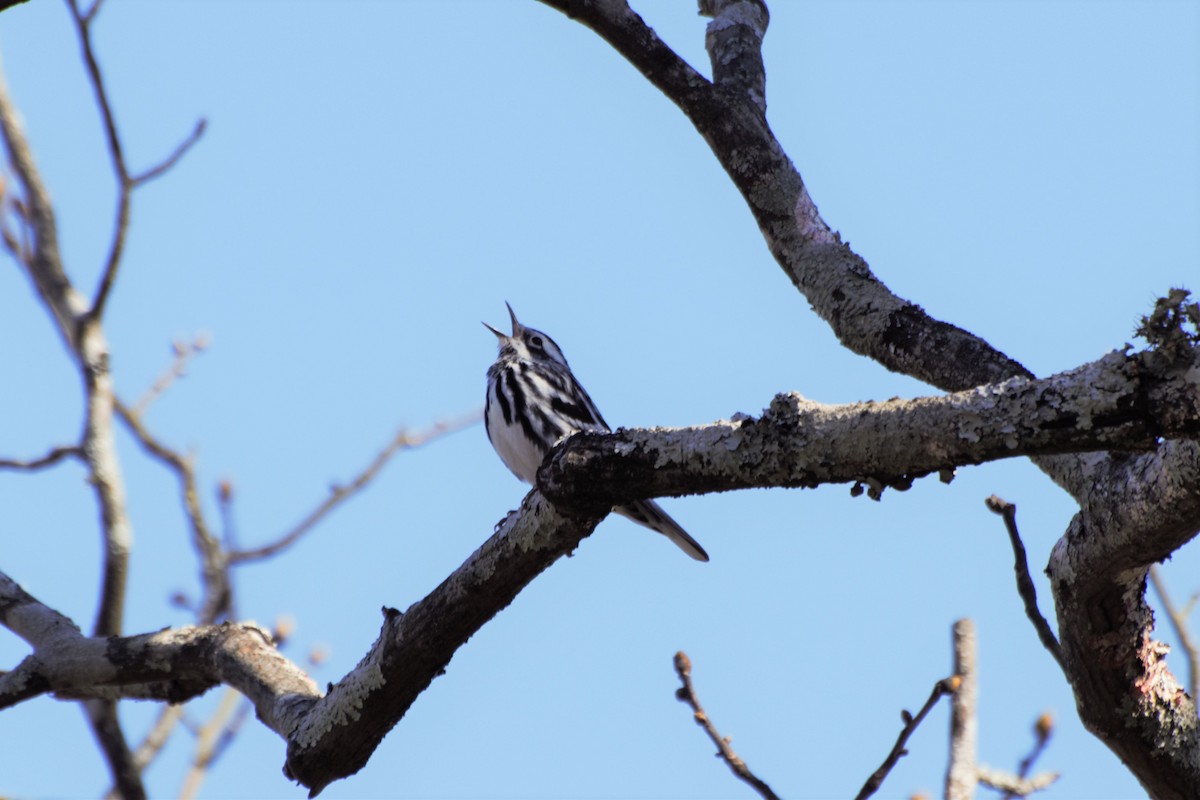 Black-and-white Warbler - ML146970531