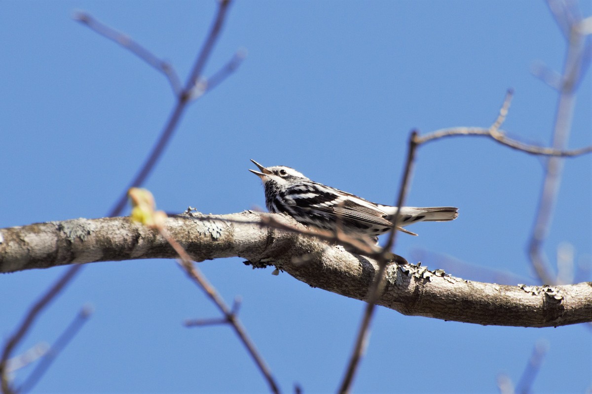 Black-and-white Warbler - ML146970541