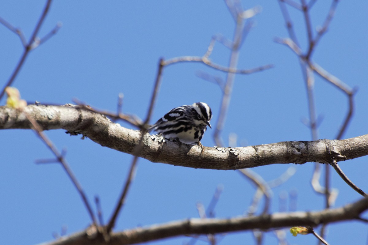 Black-and-white Warbler - ML146970551