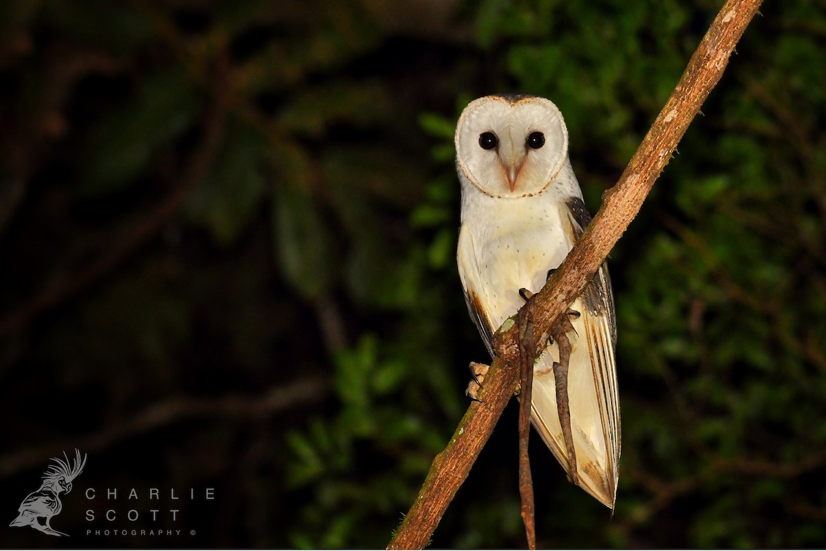 Eastern Barn Owl (Eastern) - ML146972461
