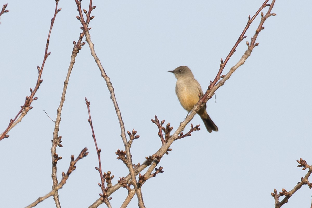 Say's Phoebe - Liron Gertsman