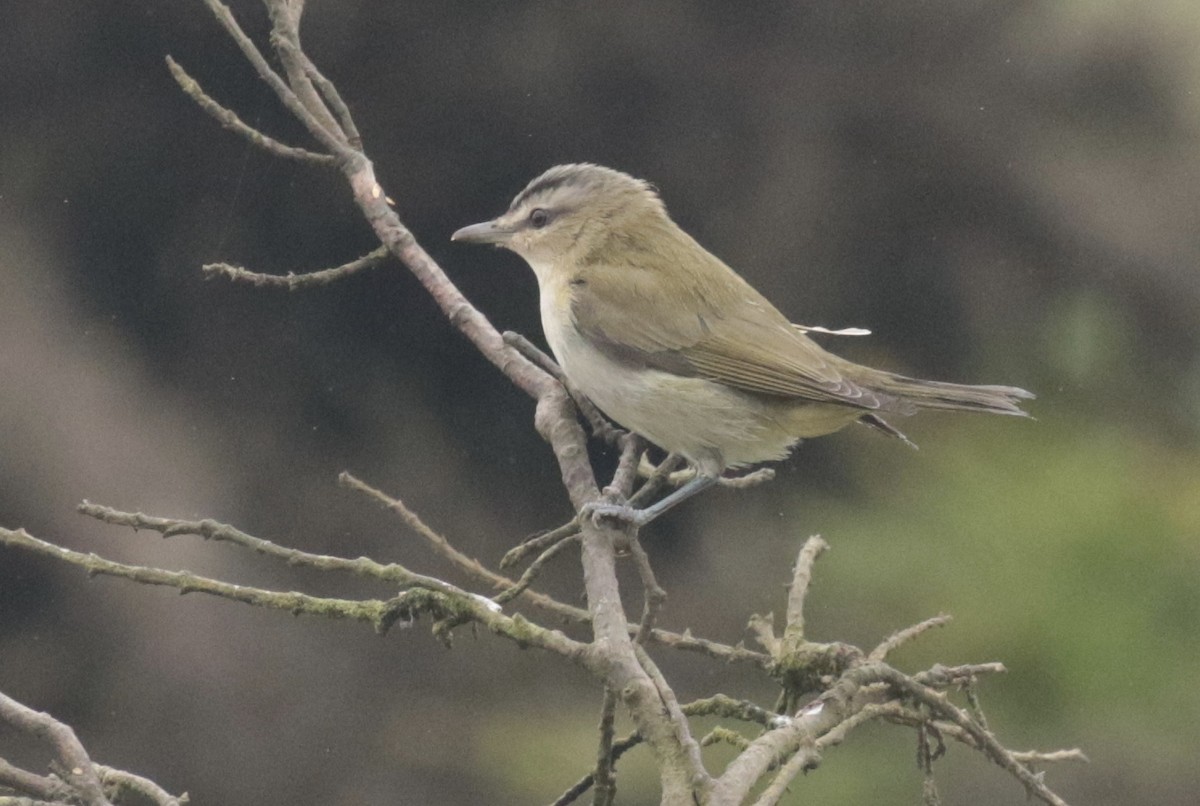 Red-eyed Vireo - Brook OConnor