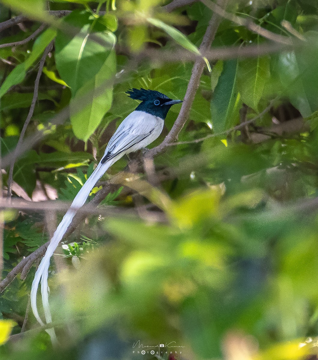 Indian Paradise-Flycatcher - ML146973661