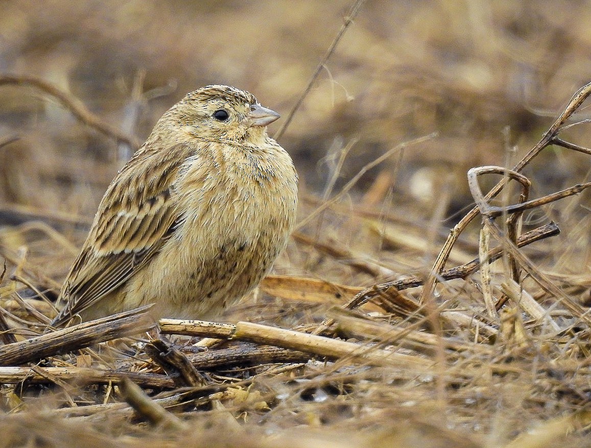 Chestnut-collared Longspur - Jacob Mathison