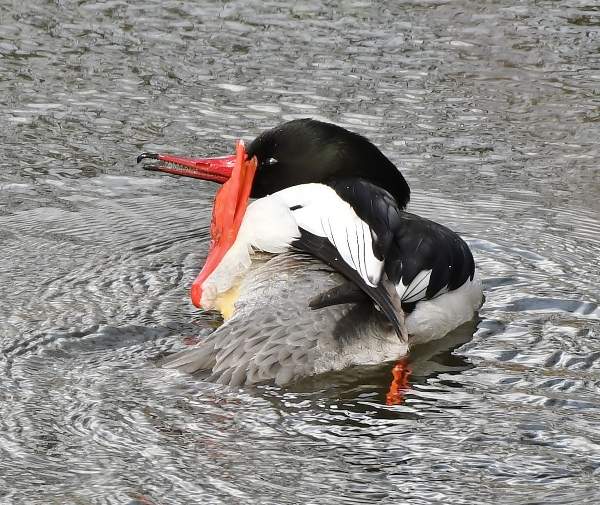 Common Merganser - Rachel Hudson