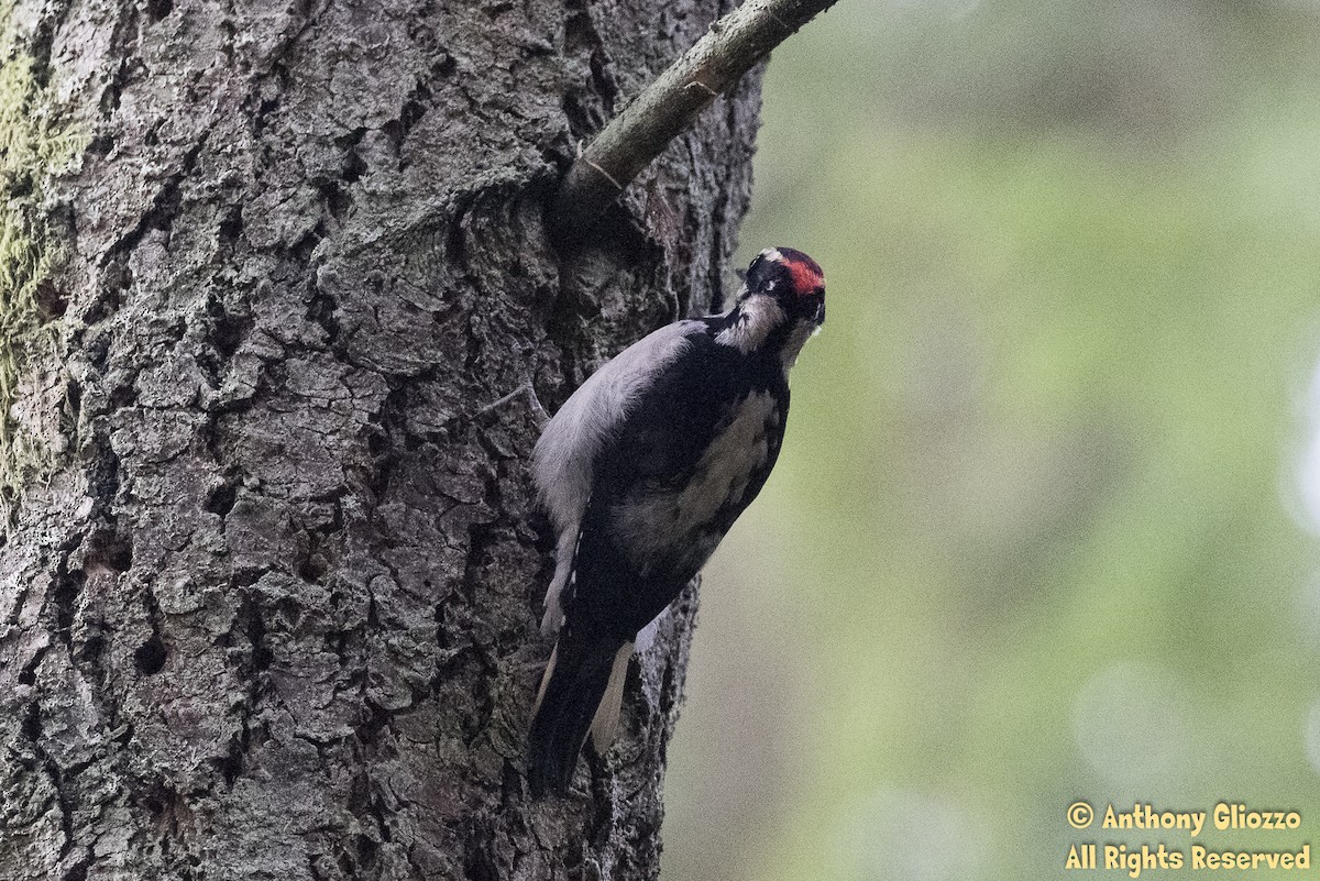Hairy Woodpecker - ML146975541