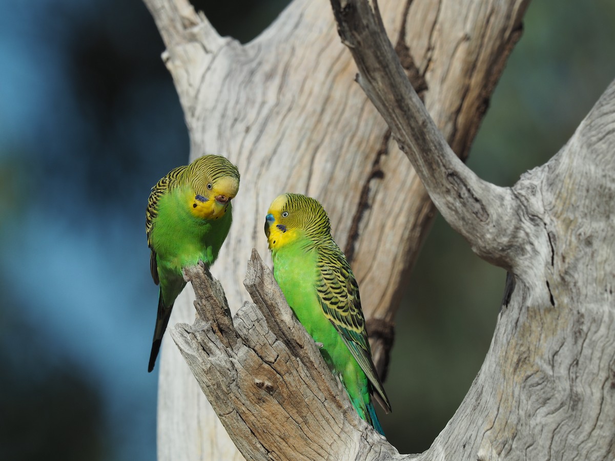 Budgerigar - Len and Chris Ezzy