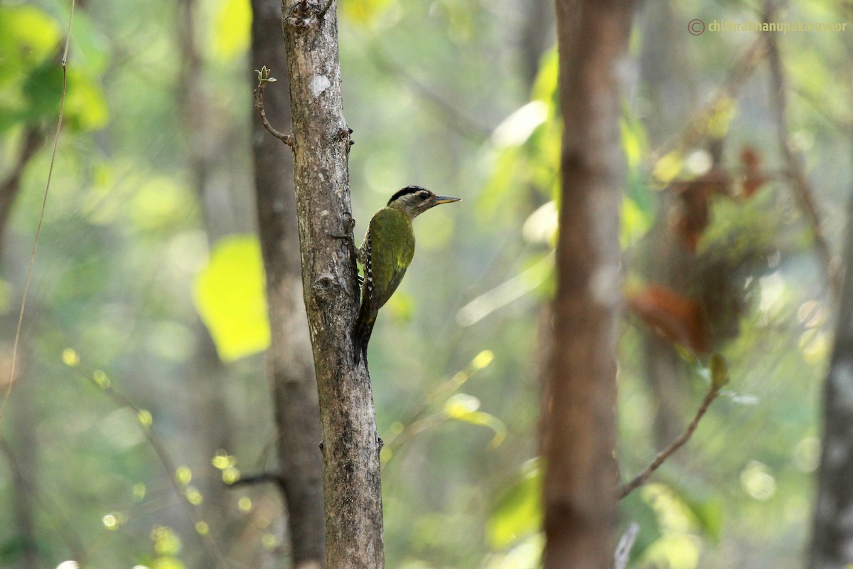 Streak-throated Woodpecker - ML146979811