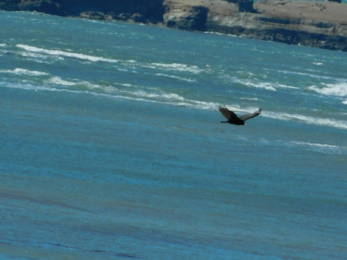 Turkey Vulture - Rajan Rao