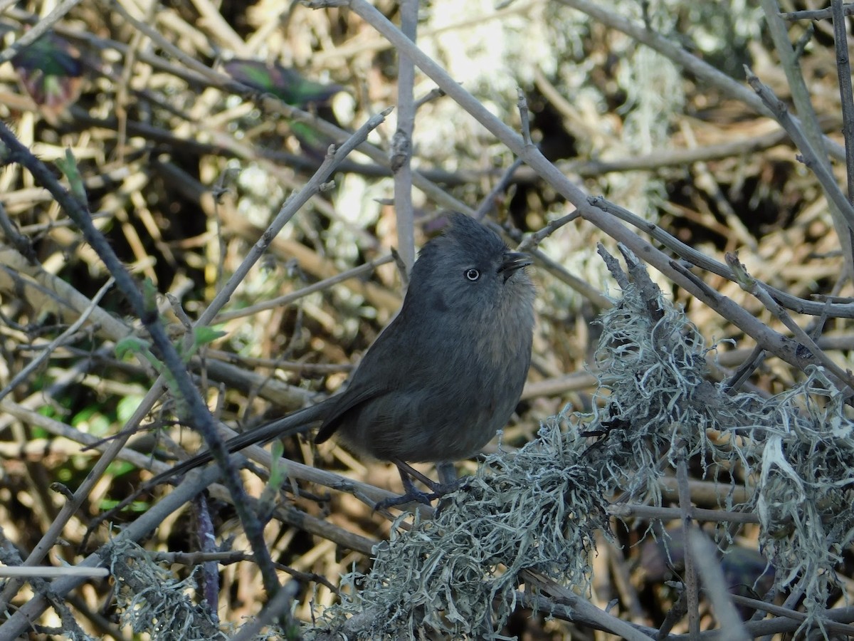 Wrentit - ML146980001