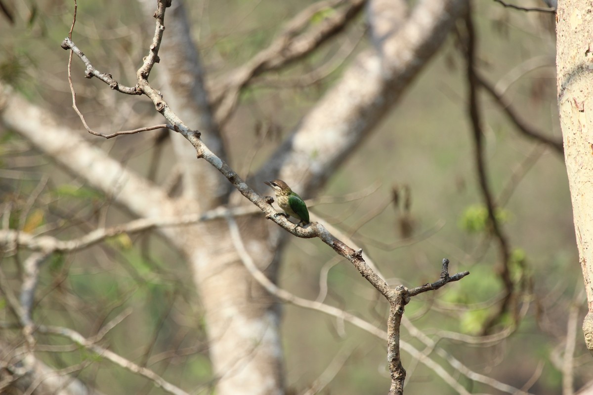 White-cheeked Barbet - ML146980381