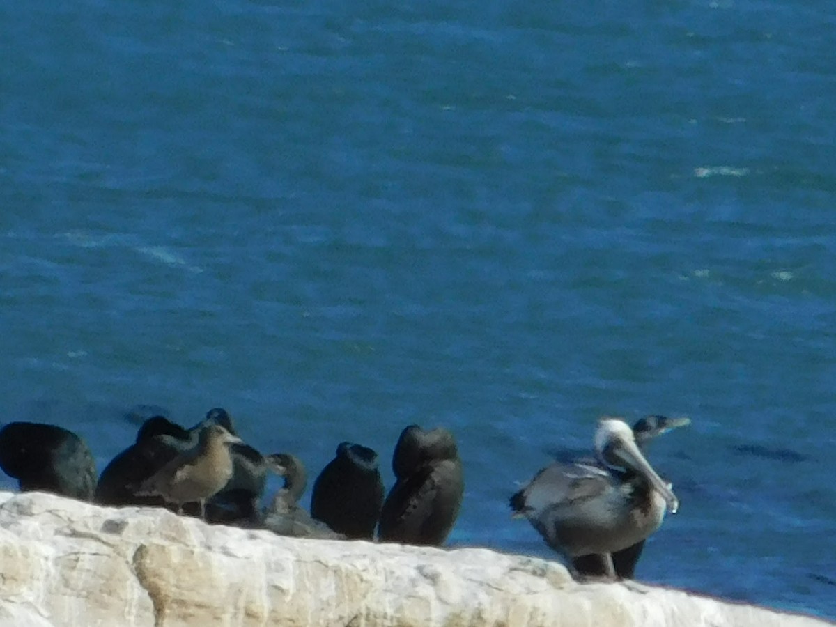 Gaviota Mexicana - ML146981091