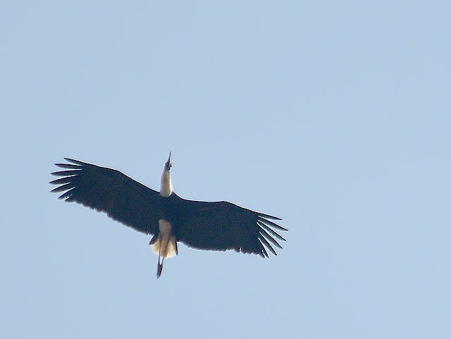 Asian Woolly-necked Stork - ML146983211