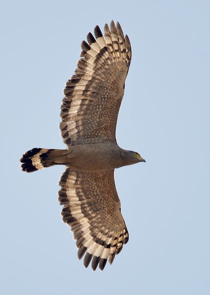 Crested Serpent-Eagle - ML146983261