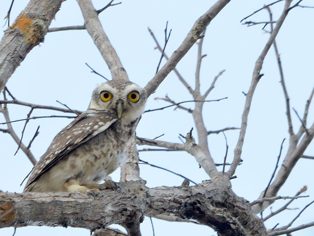 Spotted Owlet - ML146983301