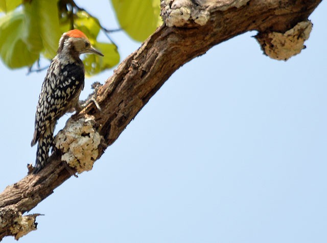 Yellow-crowned Woodpecker - ML146983341