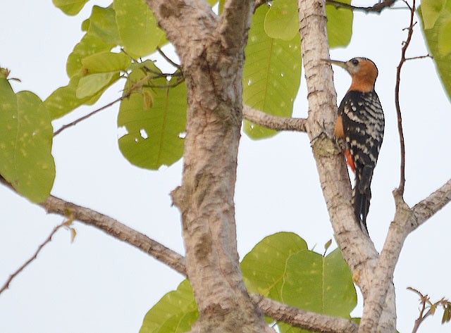 Rufous-bellied Woodpecker - Choy Wai Mun
