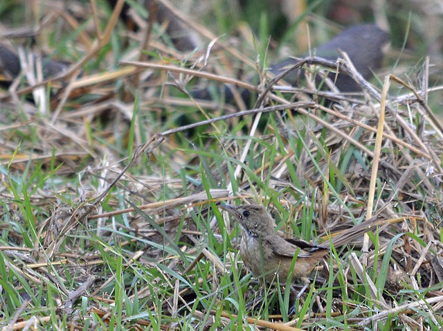 Brown Prinia - ML146983531