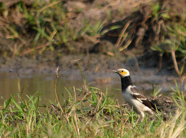 Black-collared Starling - ML146983561