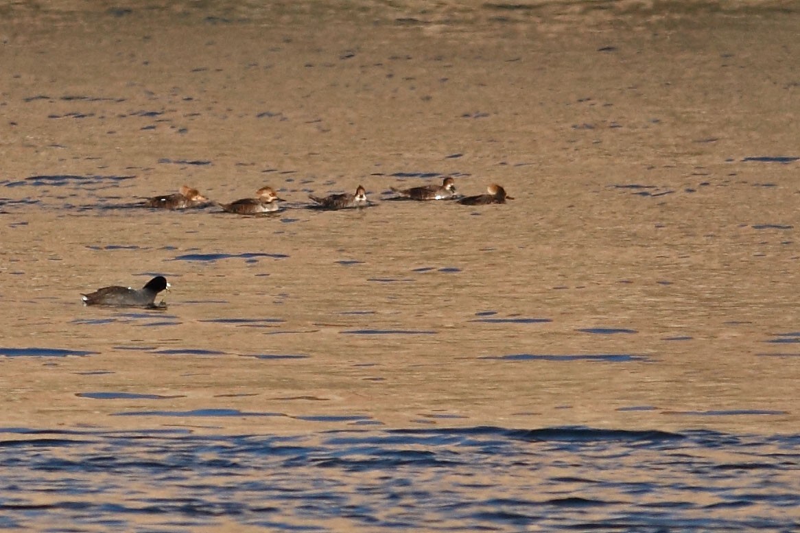 Hooded Merganser - ML146984261