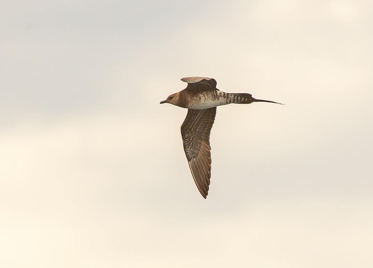 Long-tailed Jaeger - ML146984401