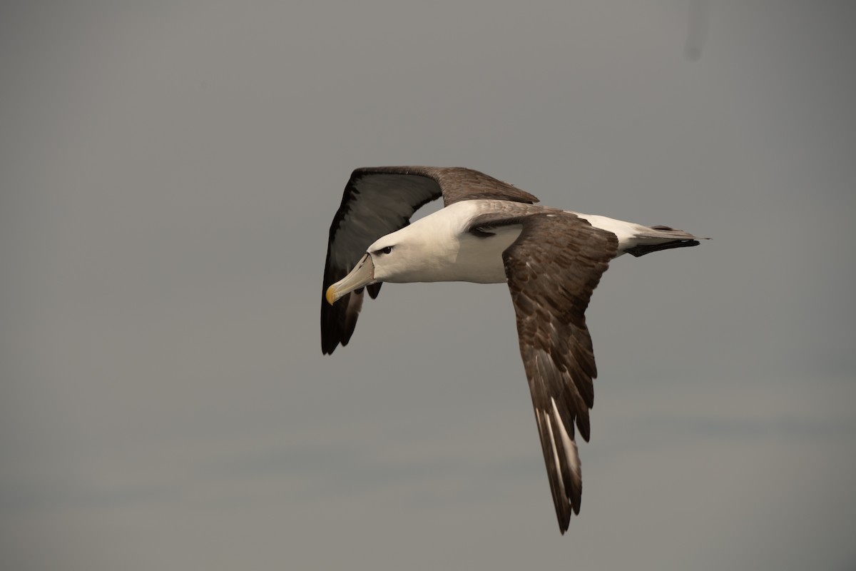 Albatros à cape blanche - ML146984641