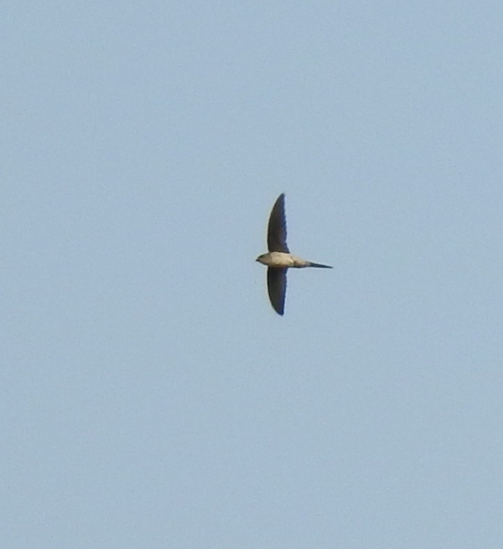 Asian Palm Swift - KARTHIKEYAN R