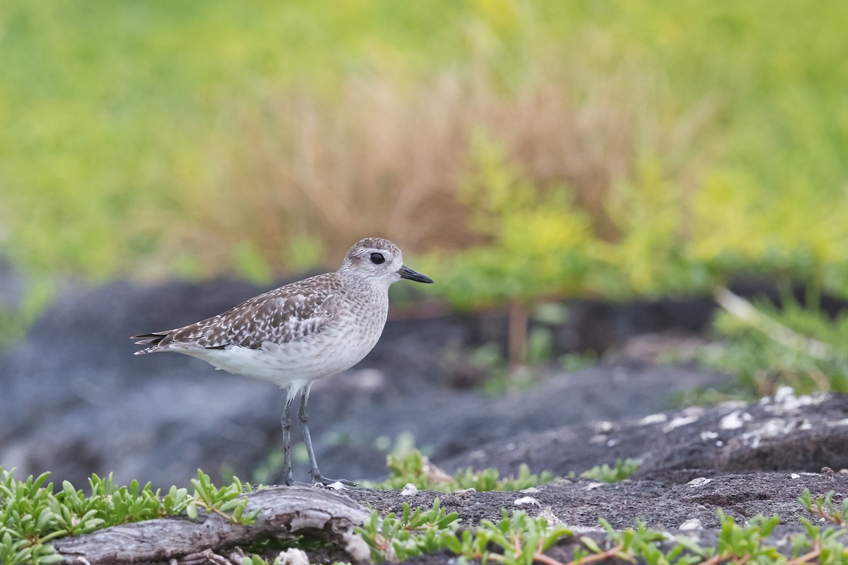 Black-bellied Plover - ML146986971