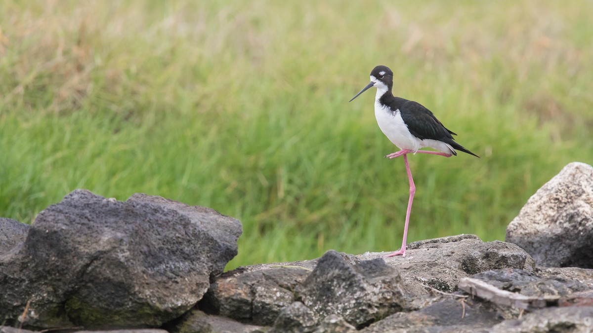 Black-necked Stilt (Hawaiian) - ML146987211