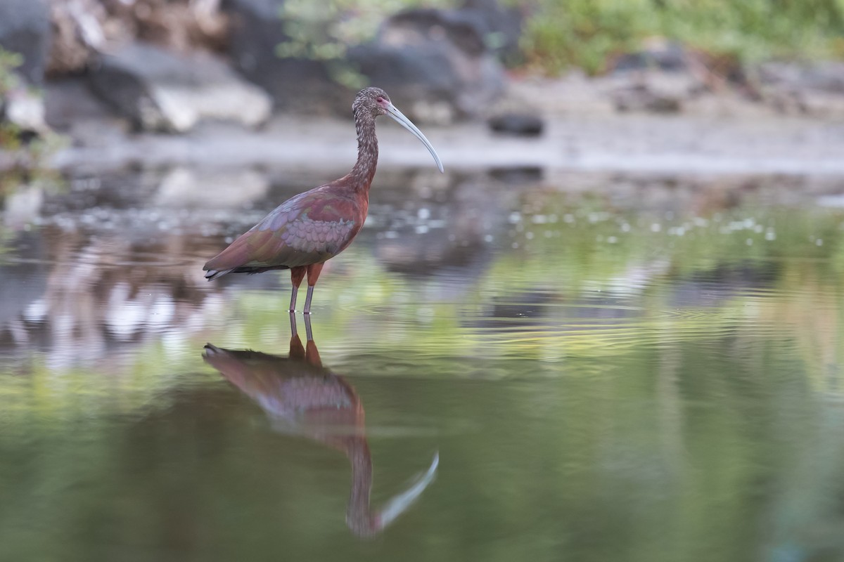 Ibis à face blanche - ML146987271