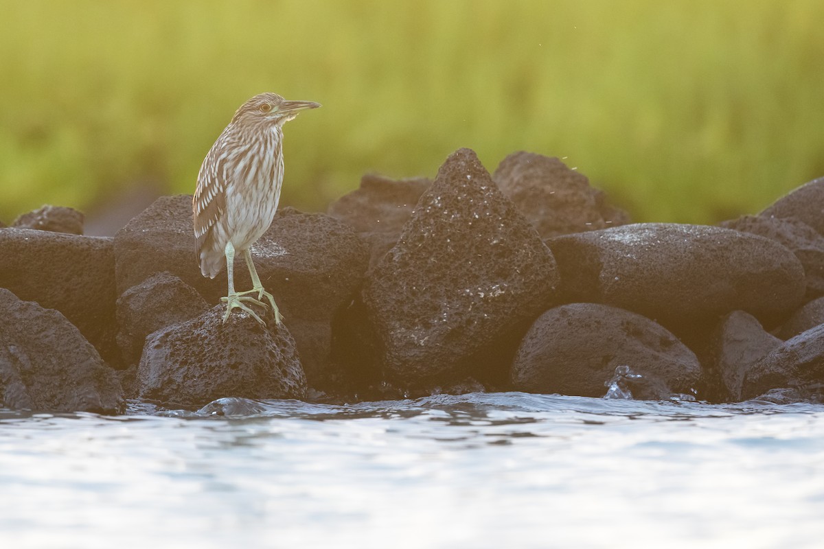 Black-crowned Night Heron - ML146987341