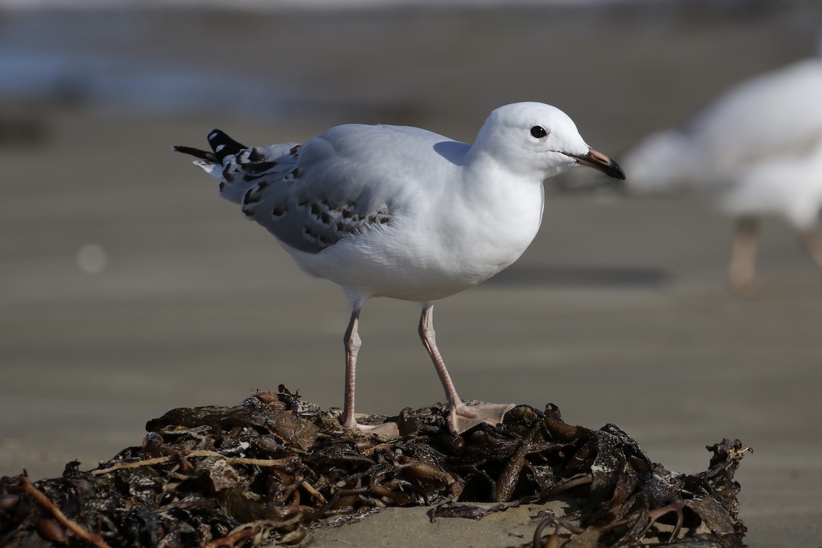 Silver Gull (Silver) - ML146988121