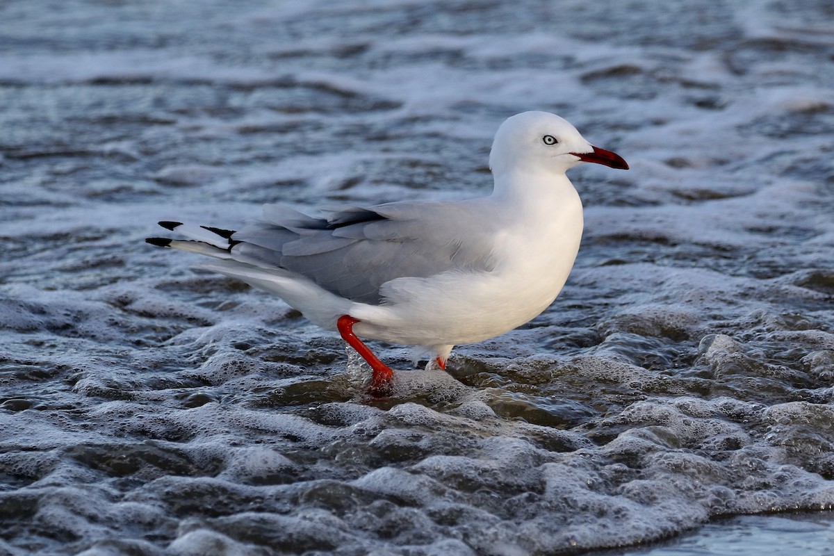 Silver Gull (Silver) - Russ Morgan