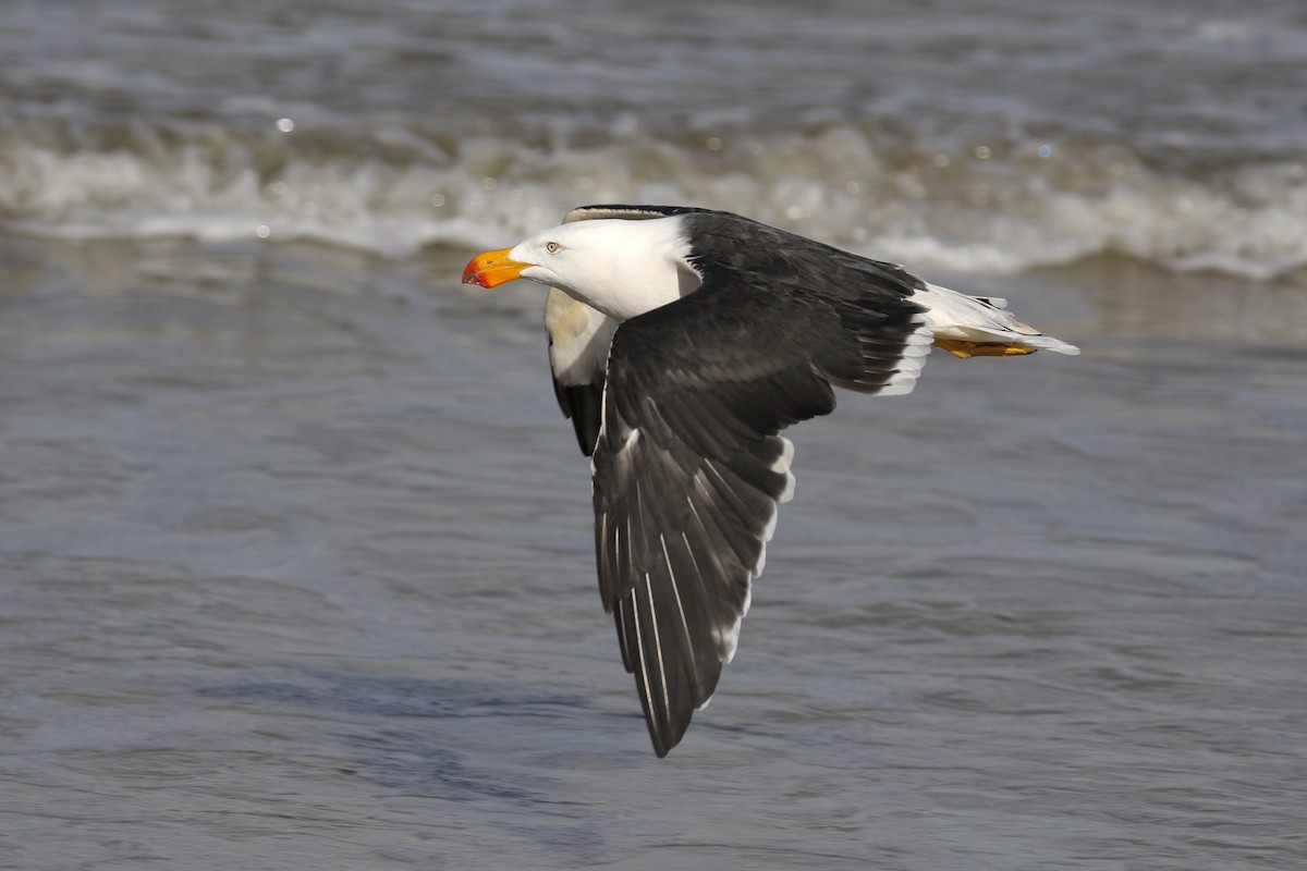 Pacific Gull - ML146988151