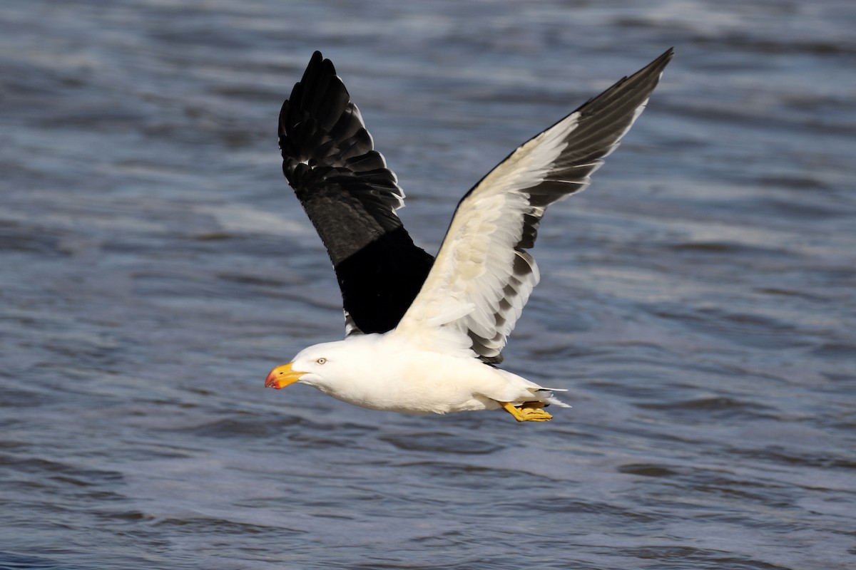 Pacific Gull - ML146988161
