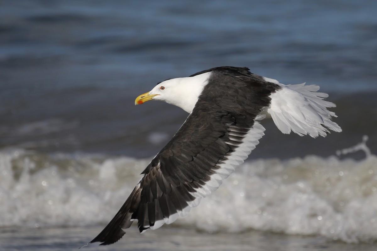 Kelp Gull - ML146988211