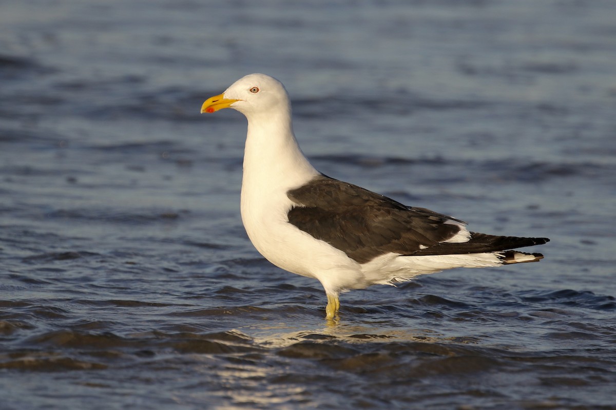 Kelp Gull - ML146988221