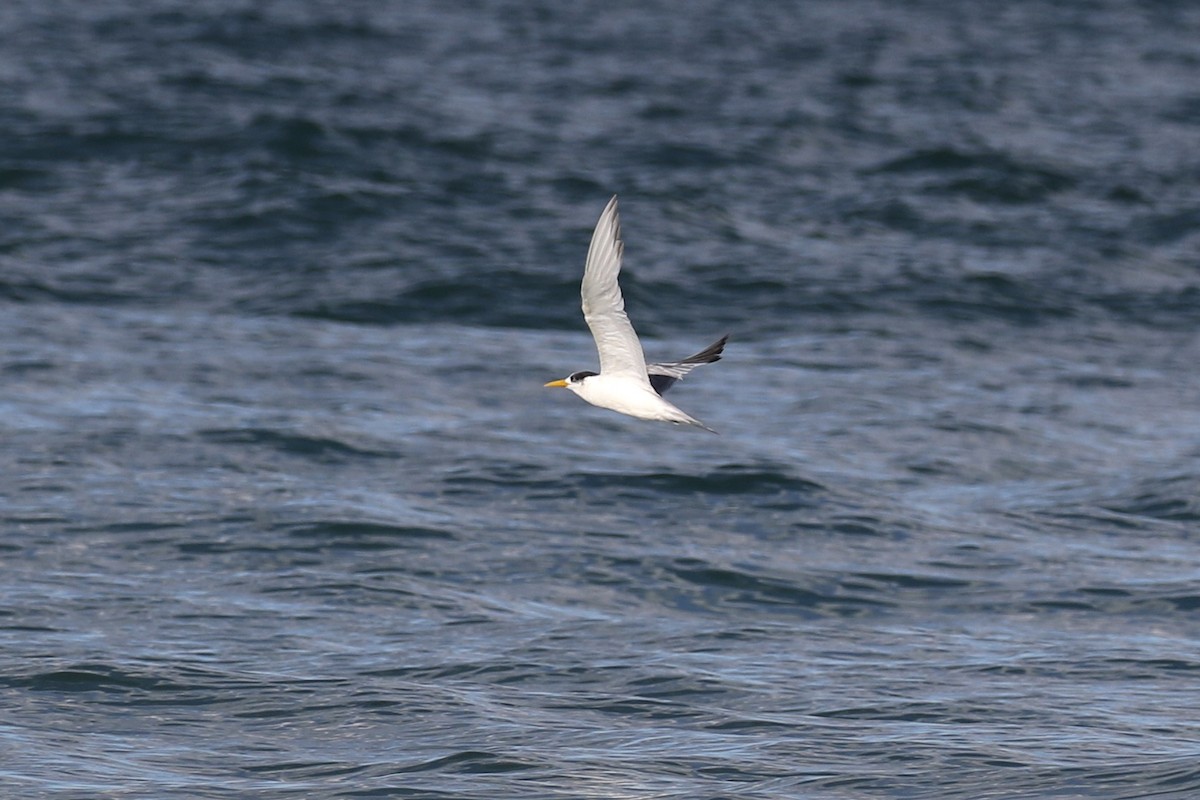 Great Crested Tern - ML146988251