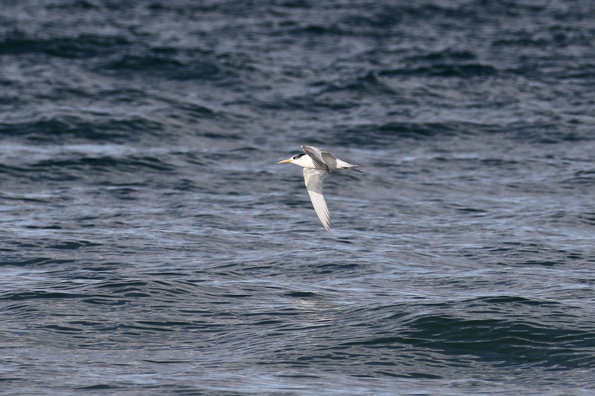 Great Crested Tern - ML146988261