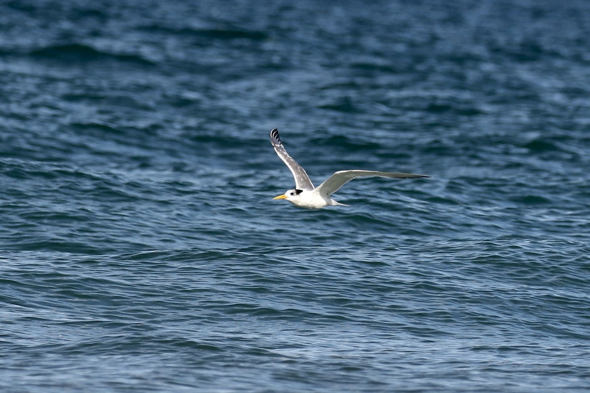 Great Crested Tern - ML146988271