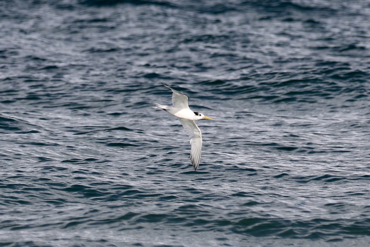 Great Crested Tern - ML146988281