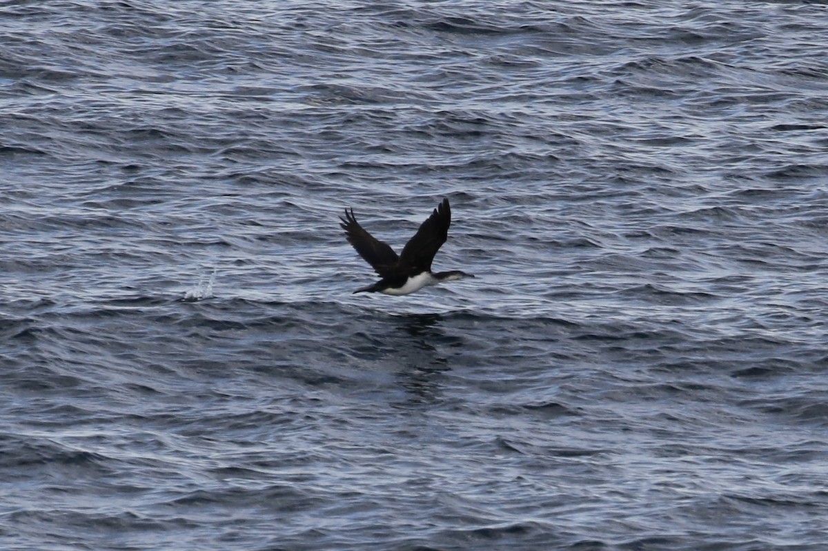 cormorant sp. - ML146988341