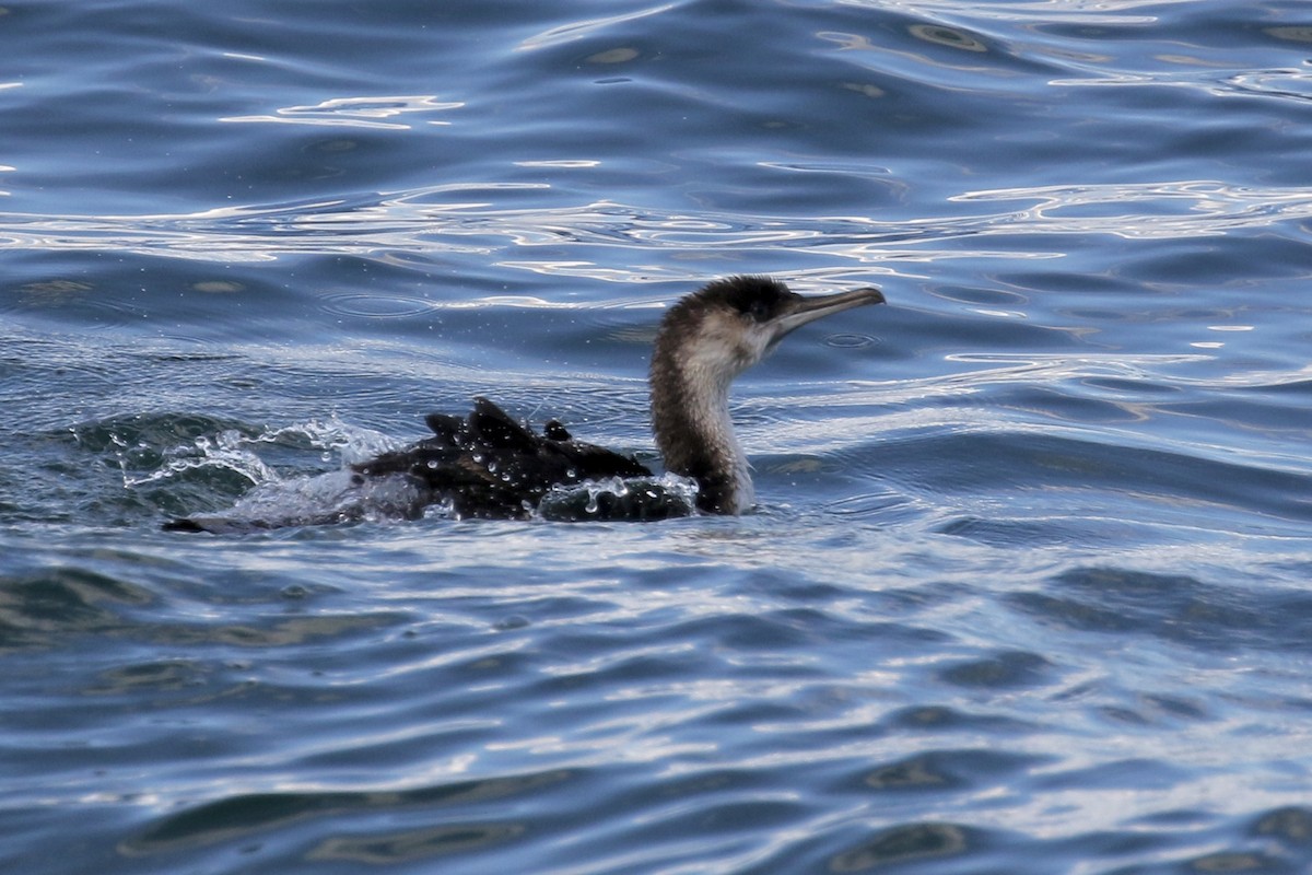 cormorant sp. - ML146988351