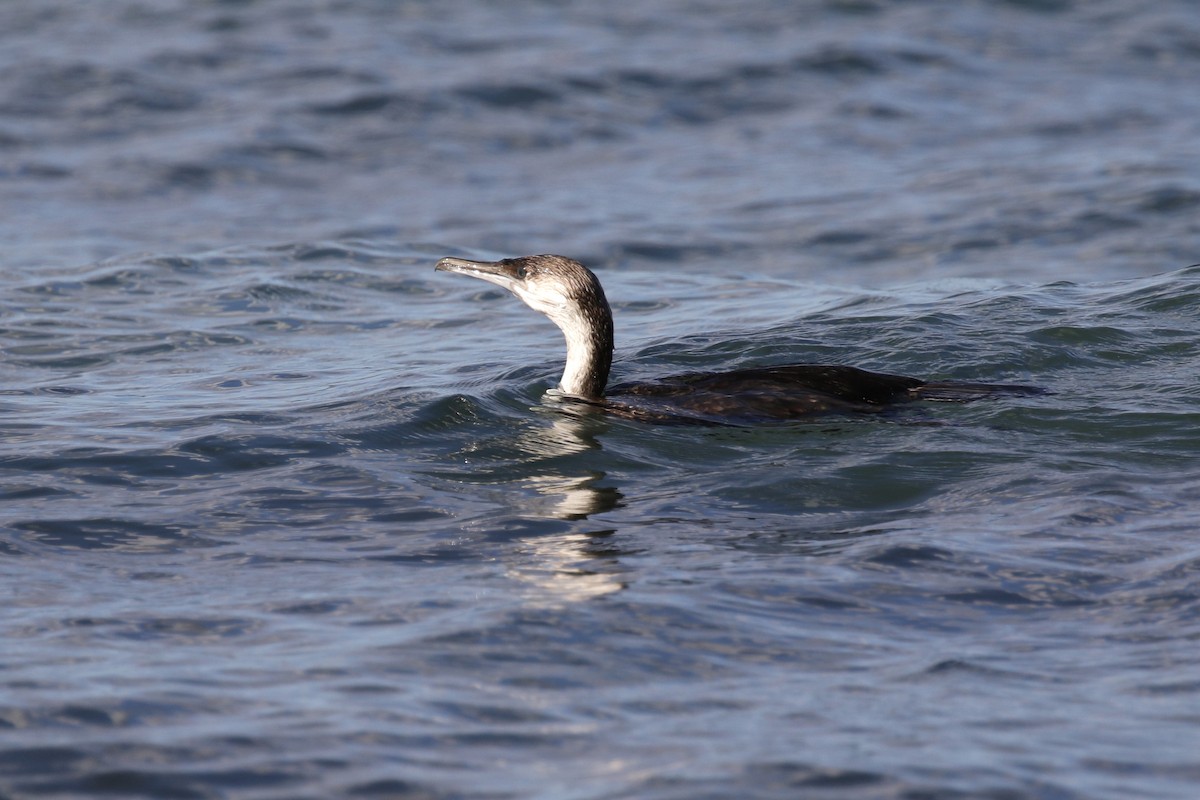 cormorant sp. - ML146988361