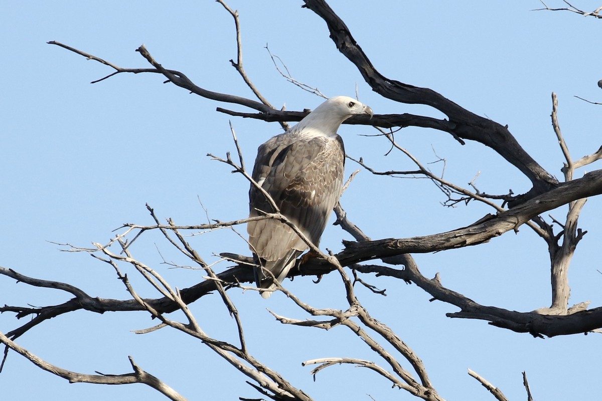 White-bellied Sea-Eagle - ML146988371