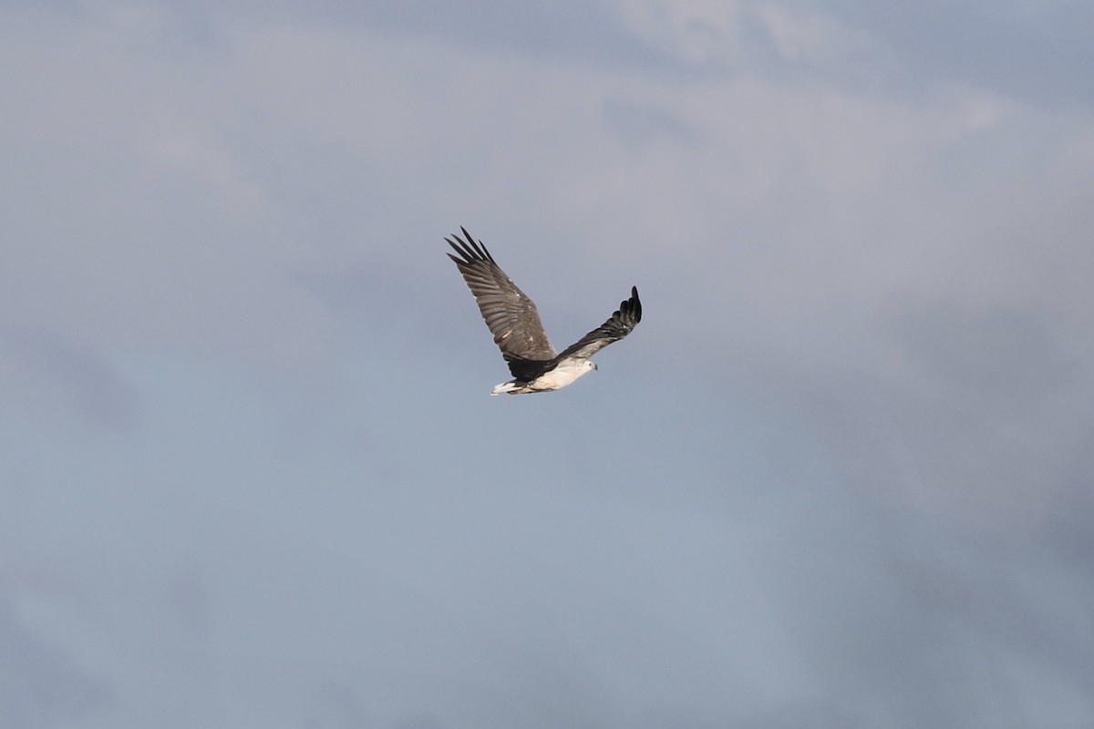 White-bellied Sea-Eagle - ML146988401