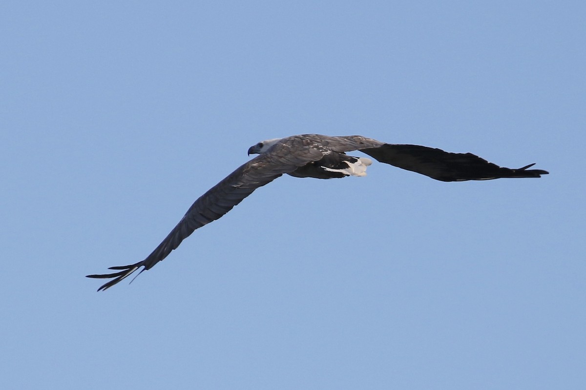 White-bellied Sea-Eagle - ML146988411