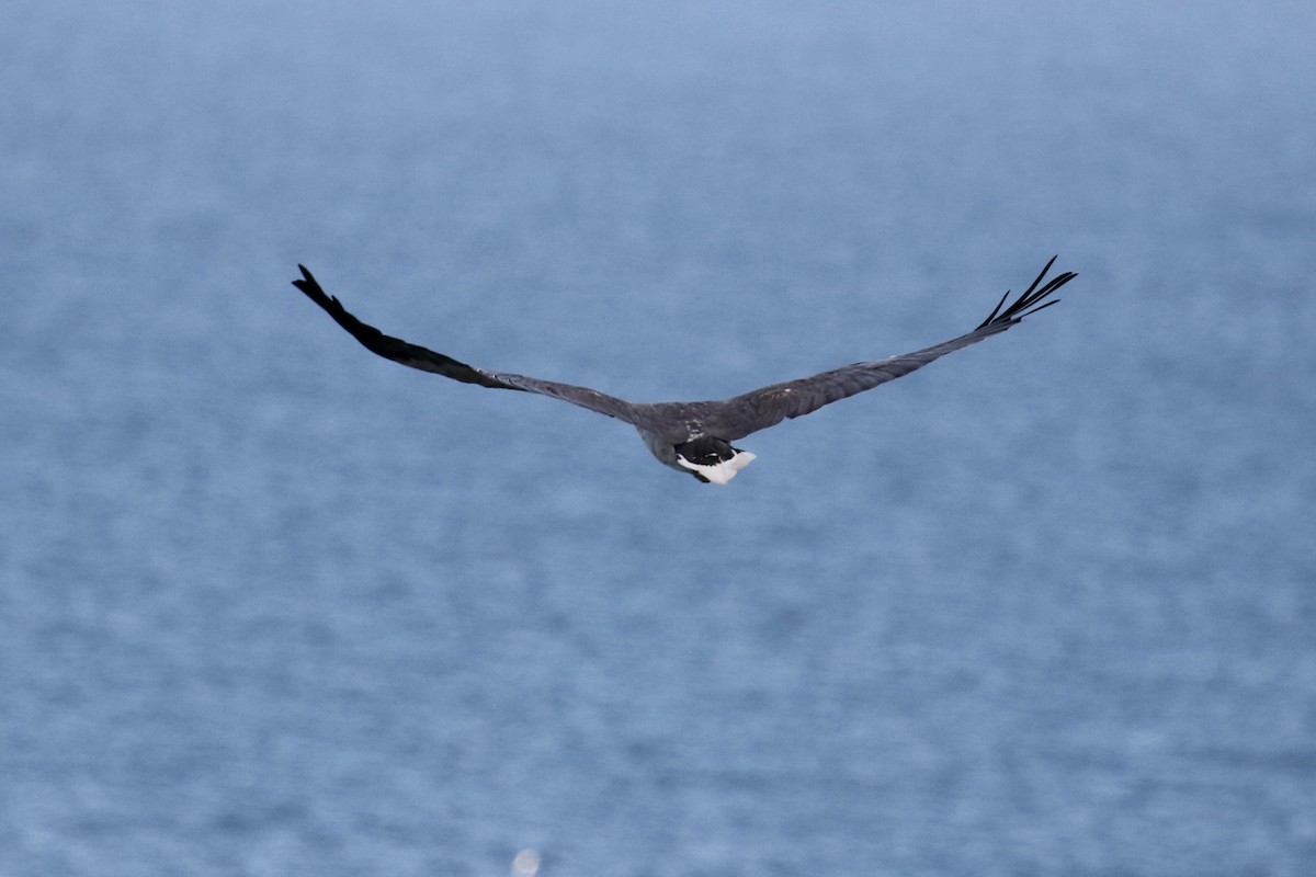 White-bellied Sea-Eagle - ML146988431