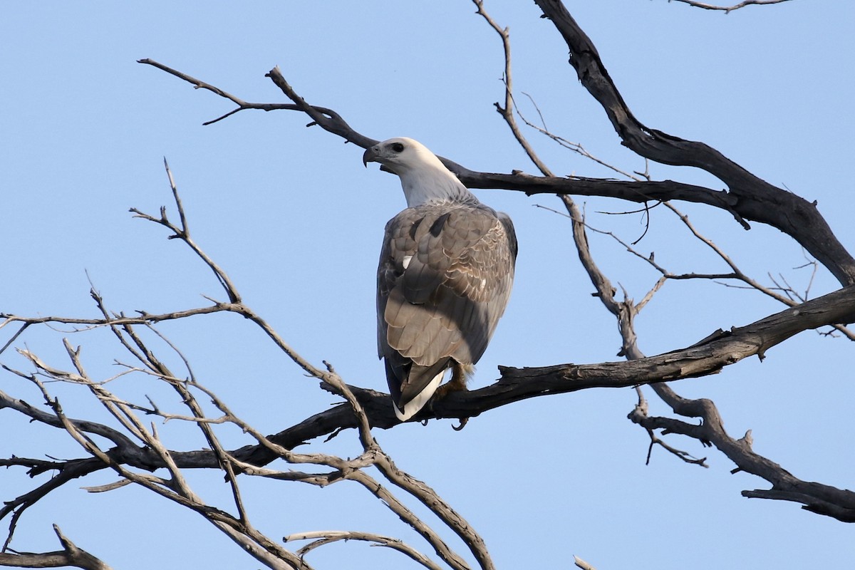 White-bellied Sea-Eagle - ML146988441